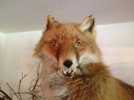 61f566700c5531249b32e91a7452f335--bad-taxidermy-foxes.jpg