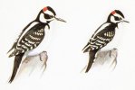 Hairy_Downy_woodpecker001_0.jpg