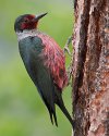 Lewiss-Woodpecker-1-gb.jpg