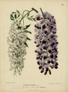 1280px-WitteHeinrichFlora1868-011-Wisteria_sinensis.png