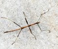 Walking Stick - 1.jpg