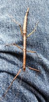 Walking Stick - 2.jpg