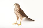 sharp-shinned-hawk_02_3x2.jpeg