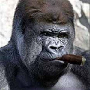 Media 'Gorilla Cigar.jpg' in album 'Goolabert Cigar Stuff'