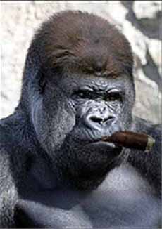 Gorilla Cigar.jpg