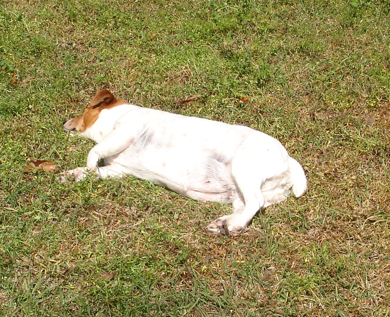 Mandy basking in the sun...