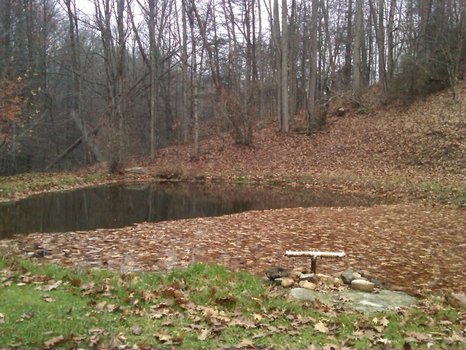 Trout pond  covered with leaves