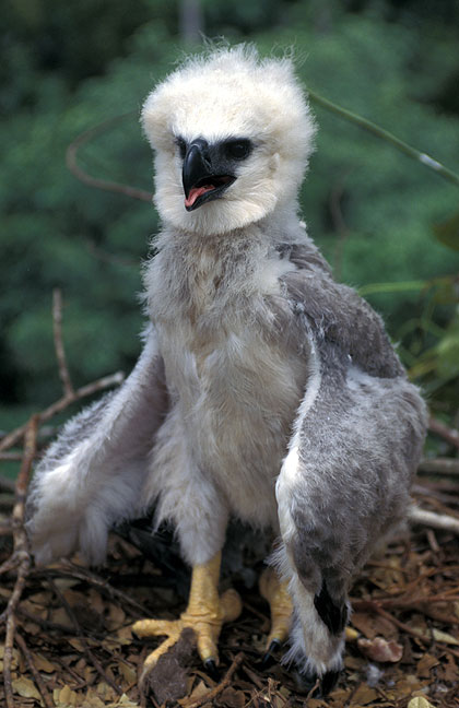 Harpy-Eagle-Chick-2.jpg