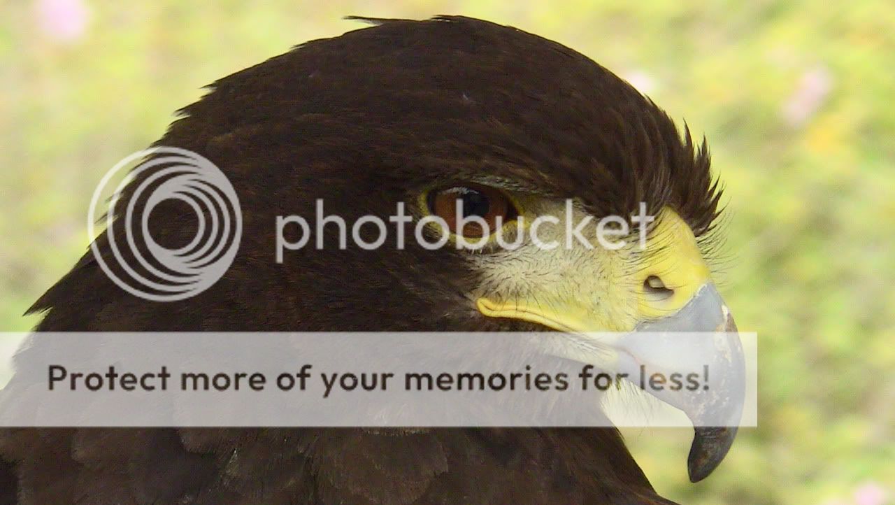 hawk_1.jpg