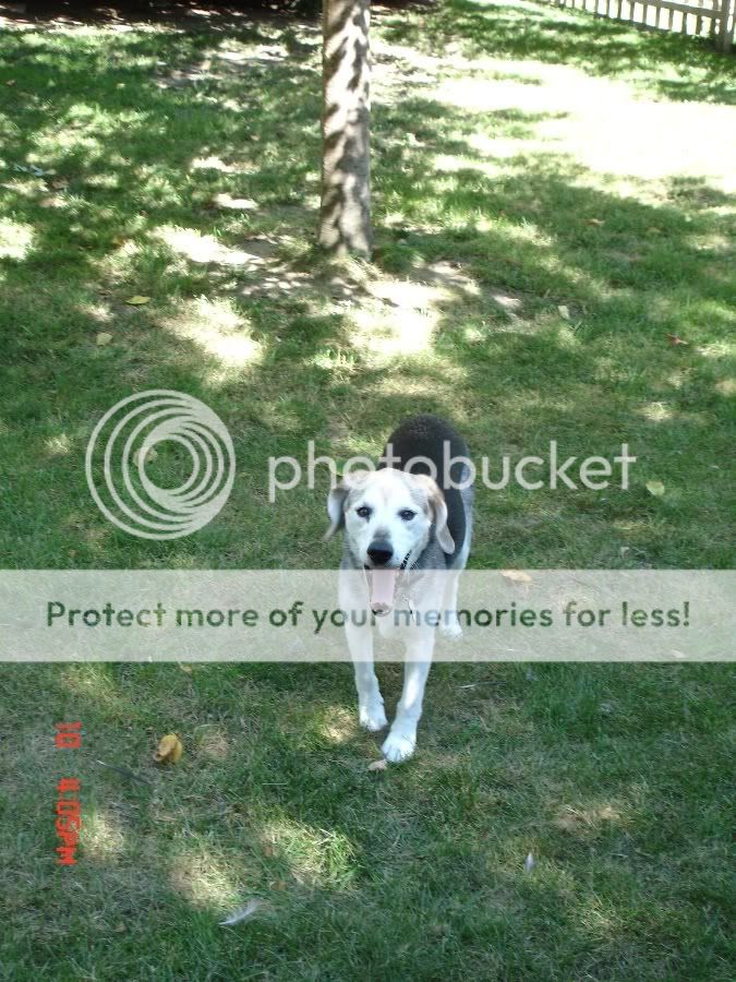 Doggy669resized.jpg
